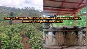 HARGA-MINYAK-NILAM-Update-harga-minyak-nilam-di-Minsel-Sulawhjghj.jpg