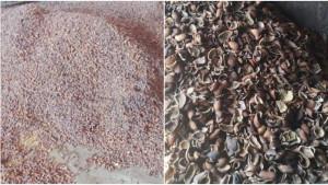 Info-harga-cengkih-dan-kopra-terbaru-di-Manado.jpg