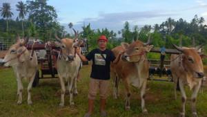 JUARA-Sapi-sapi-milik-Rio-Tumundo-warga-Desa-Talawaan-00-0454545.jpg