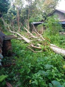 POHON-TUMBANG-Atap-rumah-warga-terkena-pohon-tumbang-di-RT-8-Lingkungan.jpg