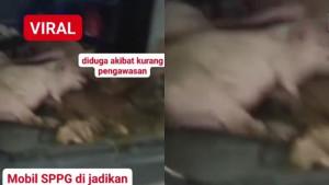 Penampakan-sejumlah-babi-yang-diangkut-mobil-MBG-di-Nisel.jpg