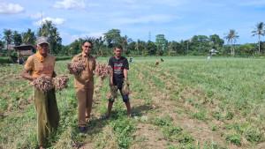 Petani-Desa-Lampoko.jpg