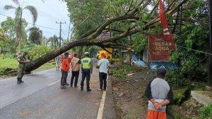 Pohon-Besar-Roboh-di-Jalan-Manado-Bitung-Sulawesi-Utara.jpg