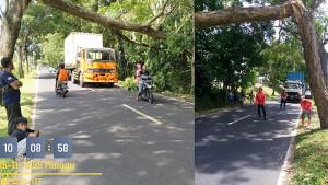 Pohon-Trambesi-Tumbang-di-jalan-utama-yang-menghubungkan-Kota-Bitung-dan-Kota-Manado-Foto.jpg