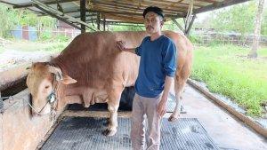 SAPI-LIMOSIN-Peternak-cum-pedagang-sapi-Joko-Sugianto-bersama-sapi-sapi.jpg