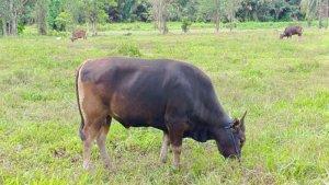 Sapi-Bali-merumput-di-tempat-pemeliharaan-di-Desa-Mapanget-Kecamatan-Talawaan-Minahasa-Utara-1.jpg