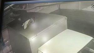 Viral-pencuri-lampu-di-Manado-terekam-CCTVJGHJGJ.jpg