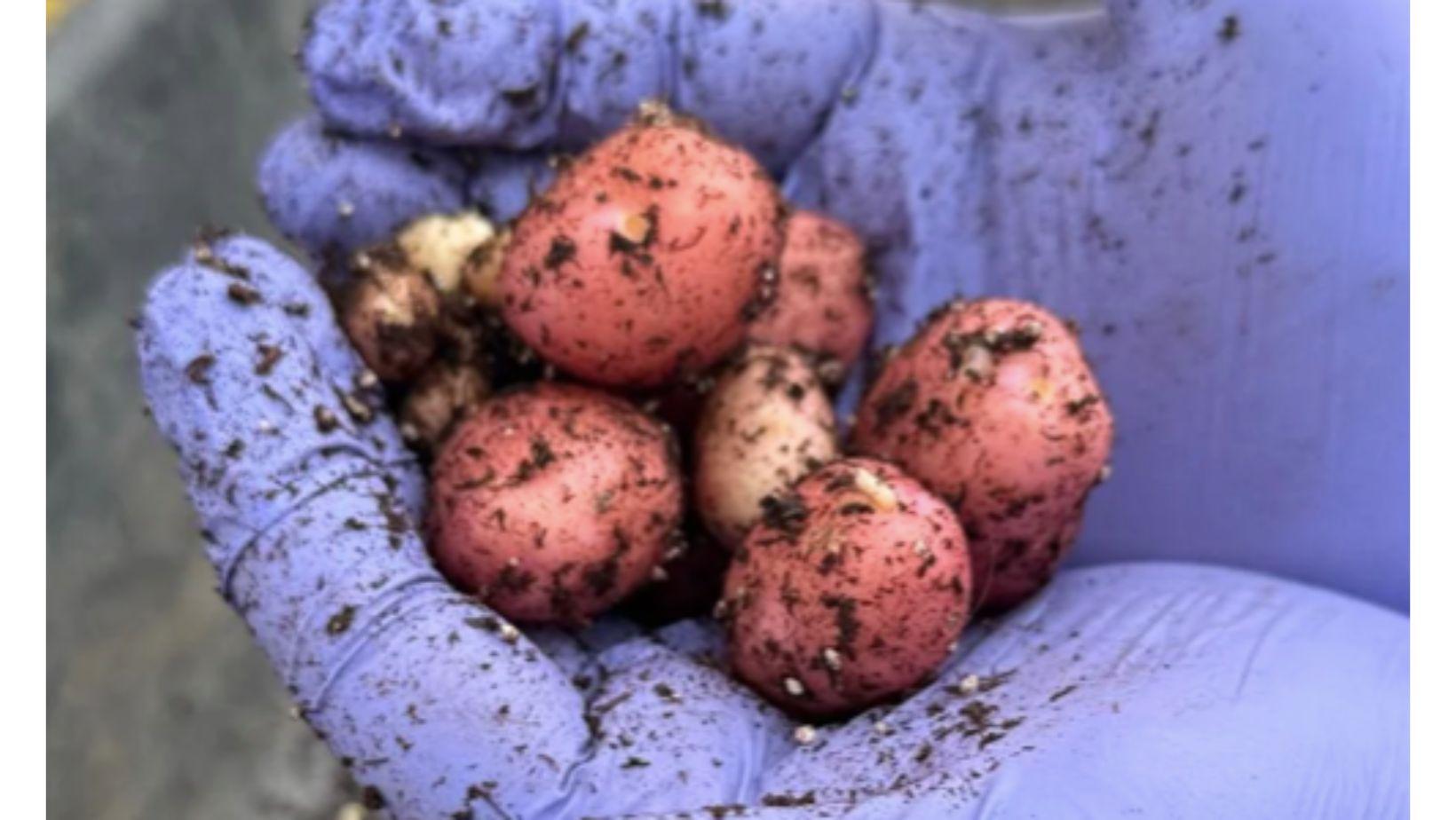 Finally Foods Berhasil Menumbuhkan Protein Susu Sapi dari Kentang