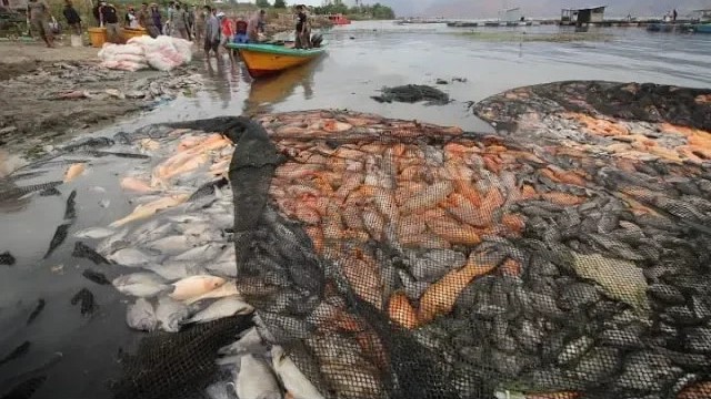 180-ton-ikan-siap-panen-mati-lantaran-suhu-air-danau-toba-berubah_20180823_234342.jpg