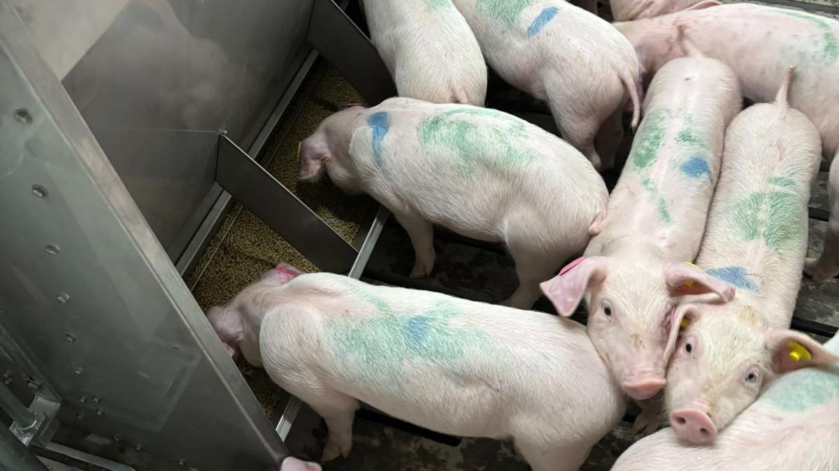 Sulawesi Utara Impor 546 Ekor Bibit Babi dari Denmark, Hasil Persilangan 3 Ras Unggul Eropa - Tribunmanado.co.id