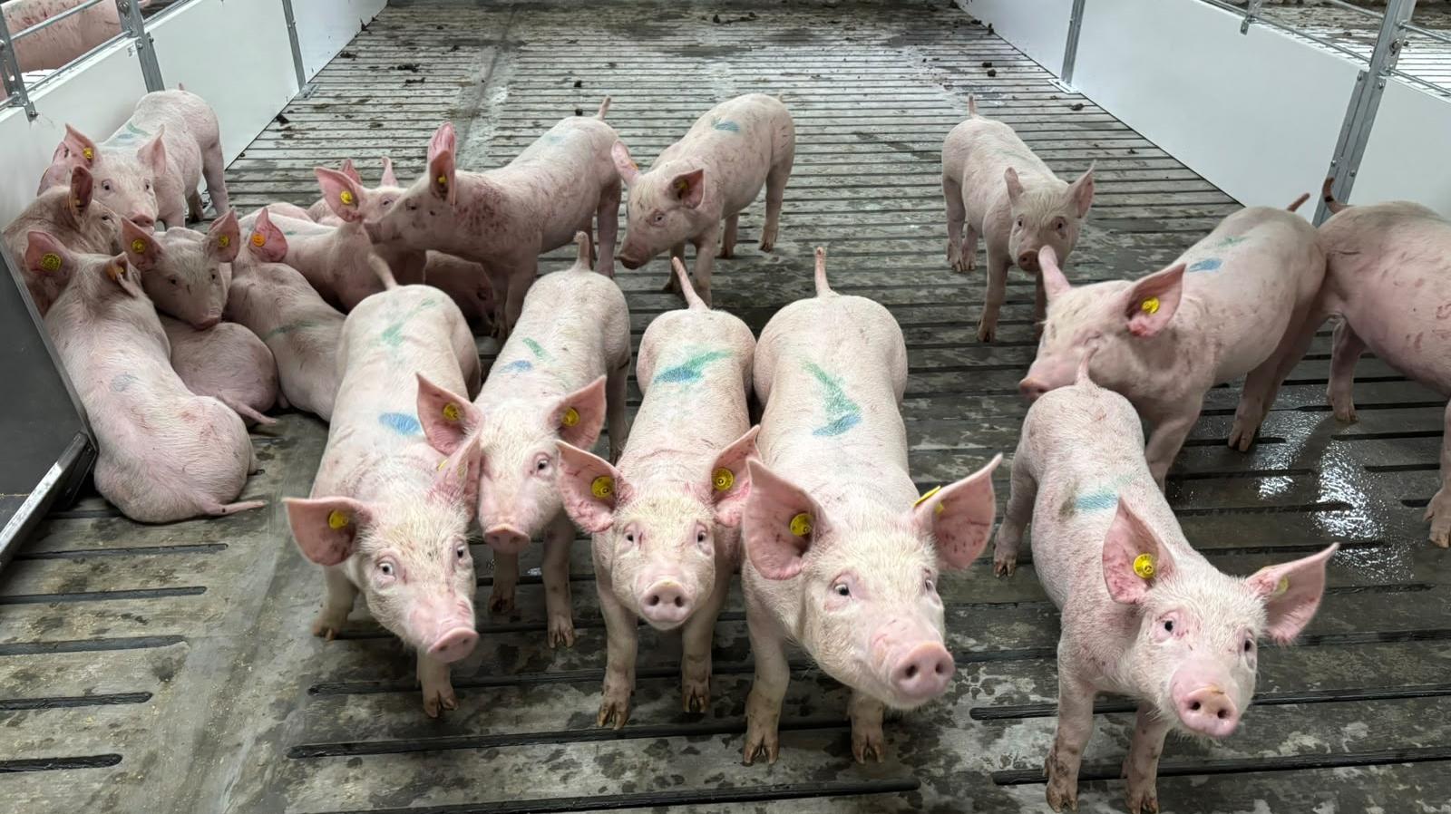 3 Fakta Bibit Babi Impor dari Denmark Tiba di Sulut, Hasil Persilangan - Tribunmanado.co.id