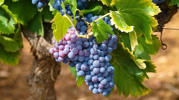 Arti-Mimpi-Menanam-Buah-Anggur-Bisa-Jadi-Tanda-Kesuksesan-dan-Sabar-Ini-5-Tafsirnya.jpg