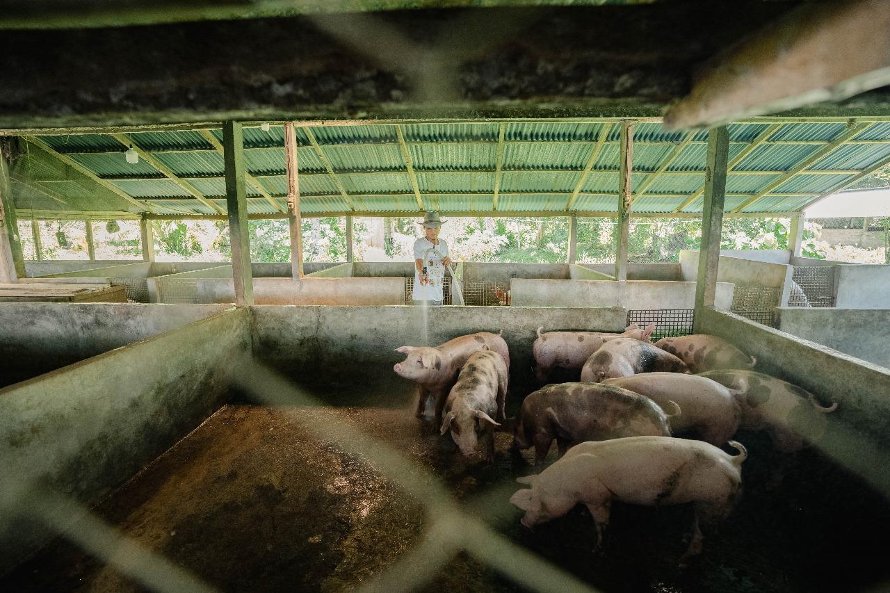 BABI-Peternak-babi-di-Desa-Paslaten-Minahasa-Selatanloi90.jpg