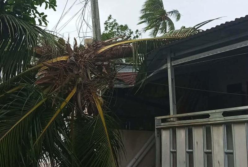 Identitas Pemilik Rumah Tertimpa Pohon Tumbang di Perum Helena Matungkas Minut: Mengungsi ke Manado - Tribunmanado.co.id