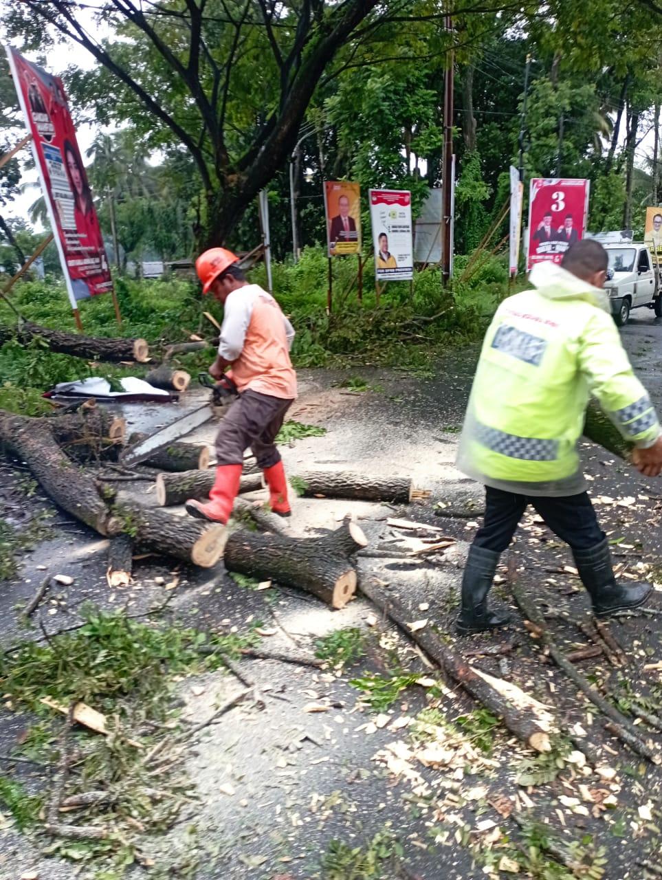 Hujan Disertai Angin Kencang, Pohon Tumbang di Jalan Soekarno Minut Sulawesi Utara