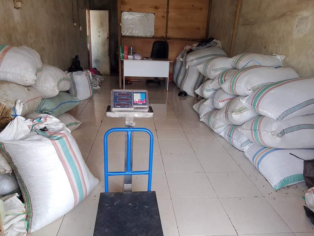 Info Harga Cengkeh di Kotamobagu Sulawesi Utara, Kamis 12 September 2024