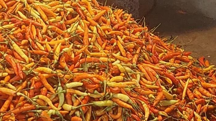 Berikut-ini-info-terbaru-harga-rica-atau-cabai-rawit-di-Manado-yang-turun-sedikit.jpg