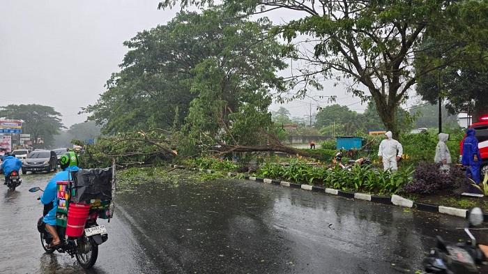 Breaking-News-Akibat-Hujan-Lebat-Pohon-Tumbang-Terjadi-di-Jalan-Soekarno-Minut-Sulawesi-Utara.jpg