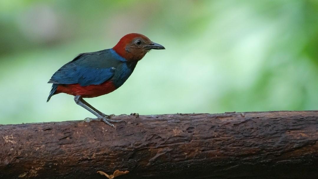 Burung Paok Sangihe dan Siau Kini Masuk Subspesies Erythropitta Celebensis, Ini Penjelasan CDBI