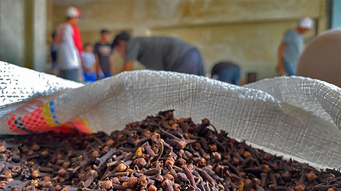 Cengkih-di-Gudang-Wanea-Manado-Sulawesi-Utara-Foto-info-terbaru-harga-cengkeh.jpg