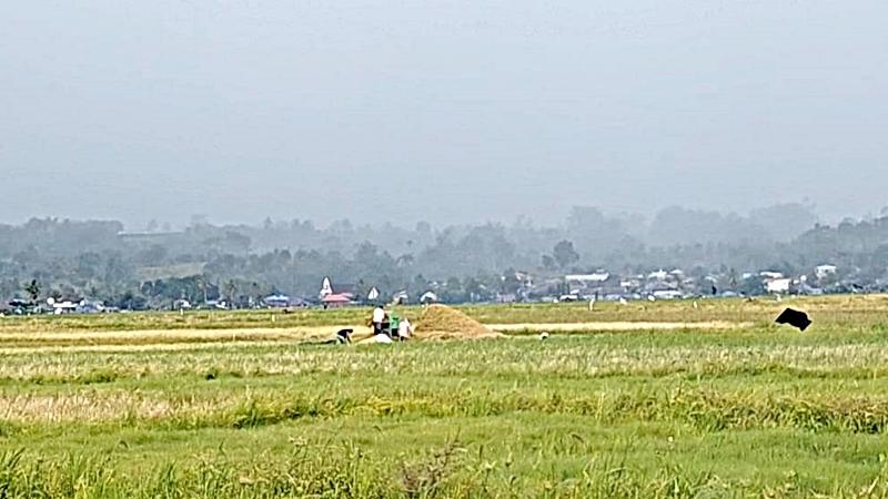 Daftar Daerah Penghasil Beras dan Padi di Sulawesi Utara, Bolmong Terbanyak