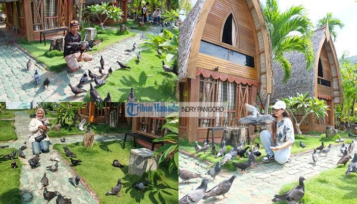 Cuma Rp 5 Ribu! Desa Bubohu Gorontalo Tawarkan Wisata Unik, Bisa Main dan Beri Makan Ratusan Merpati