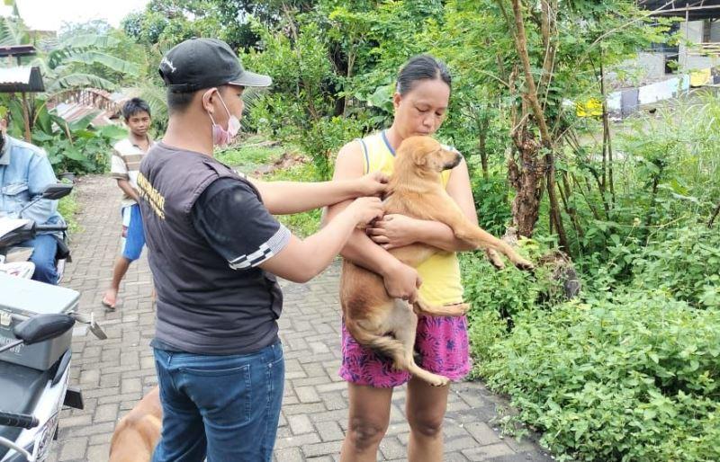 Distan-Tomohon-Sulawesi-Utara-saat-melakukan-penyuntikan-vaksin-rabies90.jpg