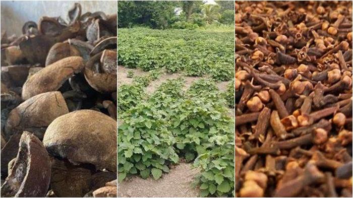 Foto-kolase-kopra-nilam-dan-cengkih.jpg