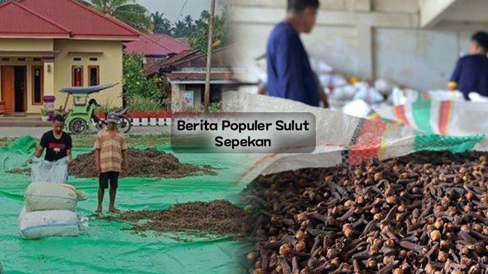 2 Berita Populer Sepekan Sulawesi Utara, Harga Nilam dan Cengkeh