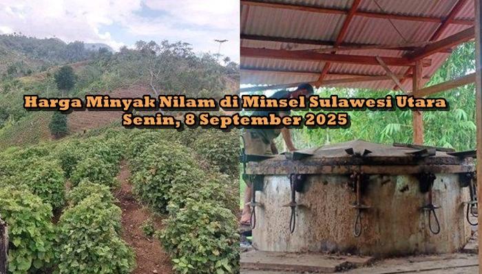 HARGA-MINYAK-NILAM-Update-harga-minyak-nilam-di-Minsel-Sulawhjghj.jpg