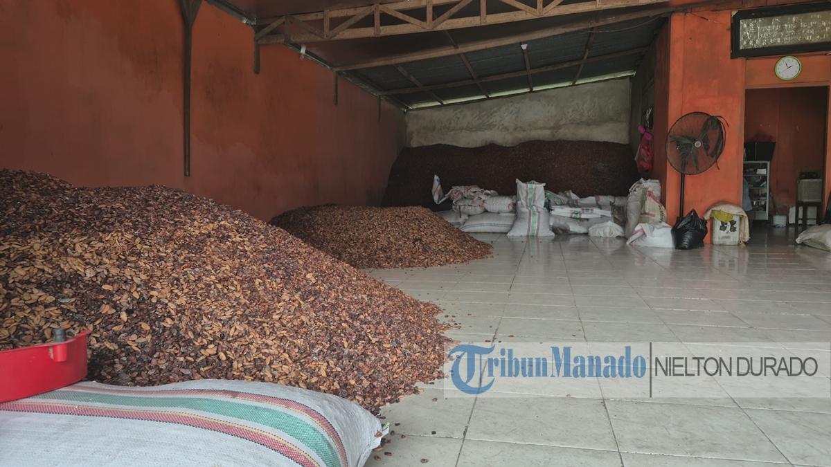 Harga Kopi dan Kakao Naik di Kotamobagu, Petani Bersyukur dan Berharap Naik Terus