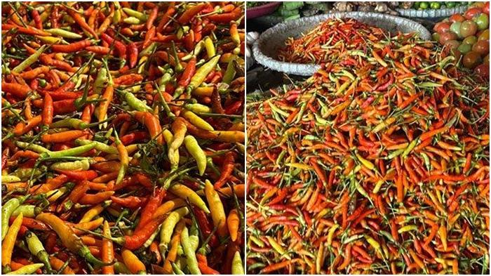 Harga Rica di Sulawesi Utara, Ada yang Turun Jadi Rp 60 Ribu Per Kilogram