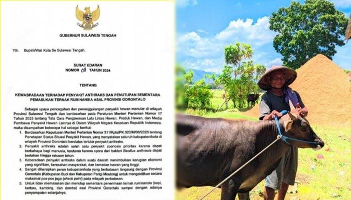 Isu-Penyakit-Antraks-Masuk-Gorontalo-Langsung-Dibantah-Kadis-Peternakan-Upaya-Bendung-Ekspor-Sapi.jpg