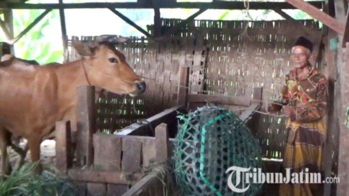 Sosok Kakek Taram, Pengembala Sapi yang Viral karena Naik Haji di Usia 90 Tahun