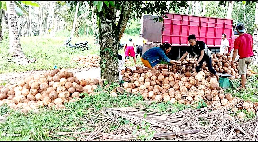 Kopra di Minsel Sulawesi Utara Sudah 3 Hari Bertahan di Harga Rp 8.650