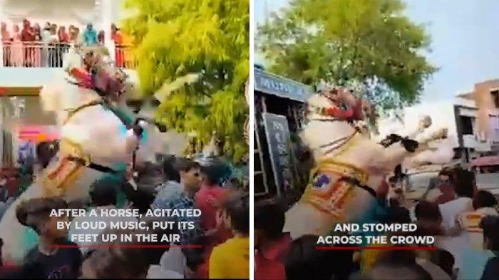 Kuda-mengamuk-di-pesta-pernikahan-di-India.jpg