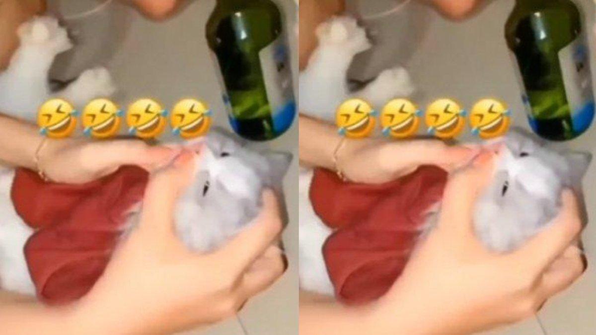 Inilah Tampang Wanita yang Cecoki Kucing dengan Minuman Keras, Kondisi Anabul Mengkhawatirkan