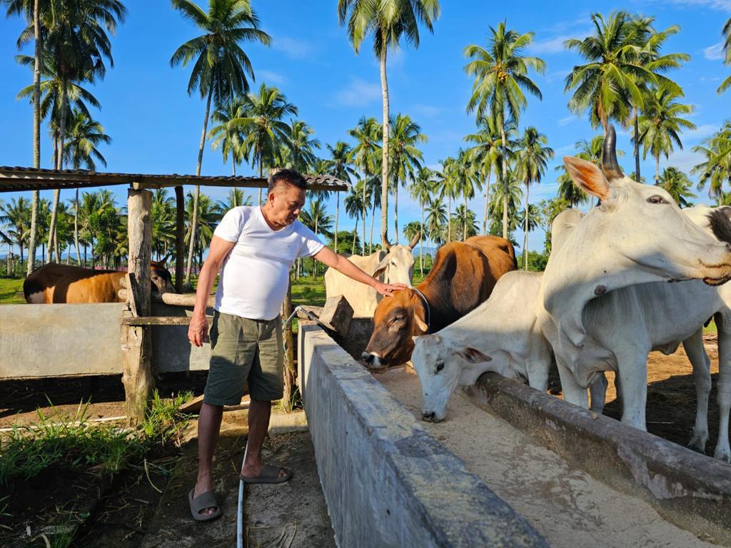 Gubernur Sulut Olly Dondokambey Isi Liburan dengan Beternak Sapi di Kebun Desa Kolongan Minut