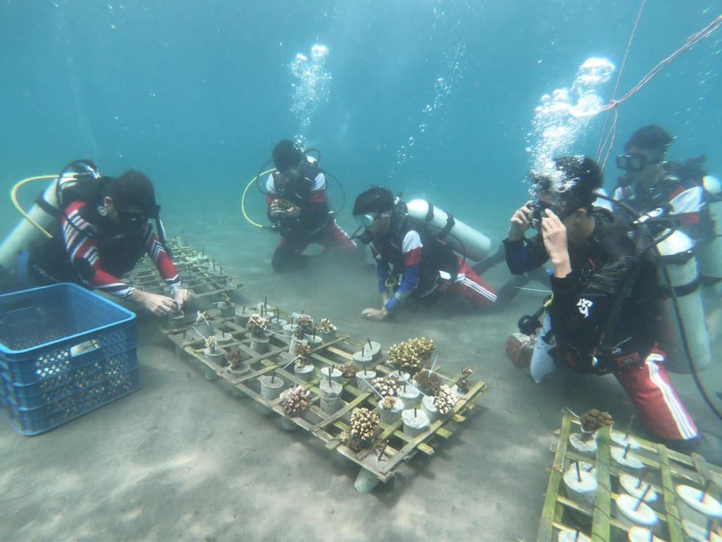 PLN Suluttenggo dan Komunitas Selam SMAN 8 Manado Giat Transplantasi Terumbu Karang di Manado