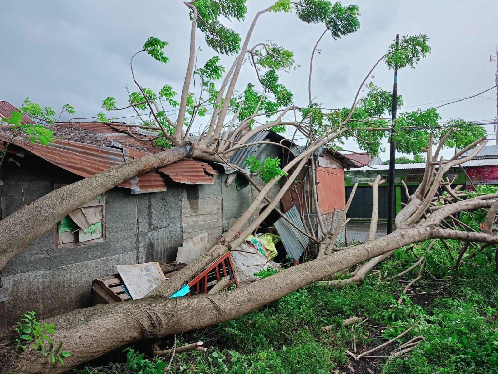 POHON-ROBOH-Dampak-cuaca-ekstrem-angin-kencanglp.jpg