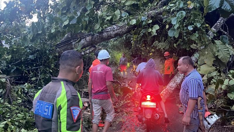 POHON-ROBOH-Pohon-roboh-jenis-Nusu-roboh-di-akass-jalan-Sawanganlo0.jpg