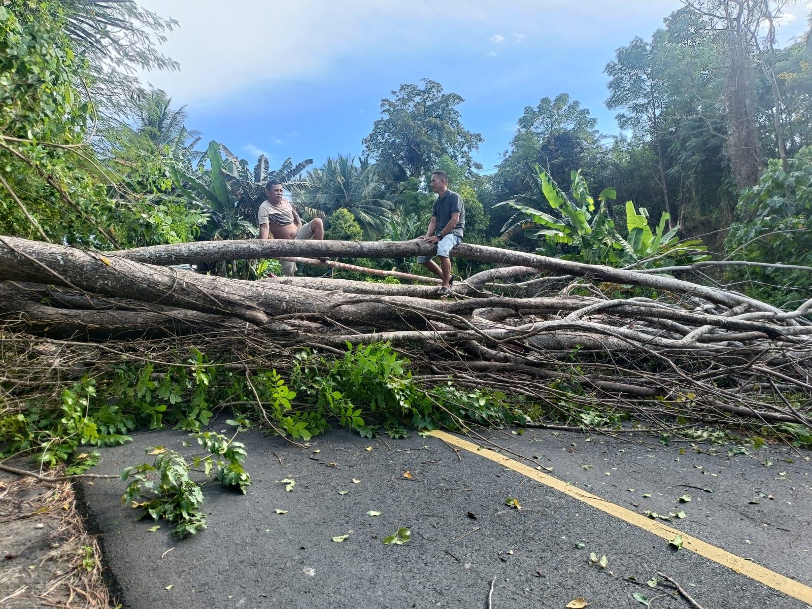 Cuaca Ekstrem di Minut Sulawesi Utara, 2 Pohon Tumbang ke Jalan