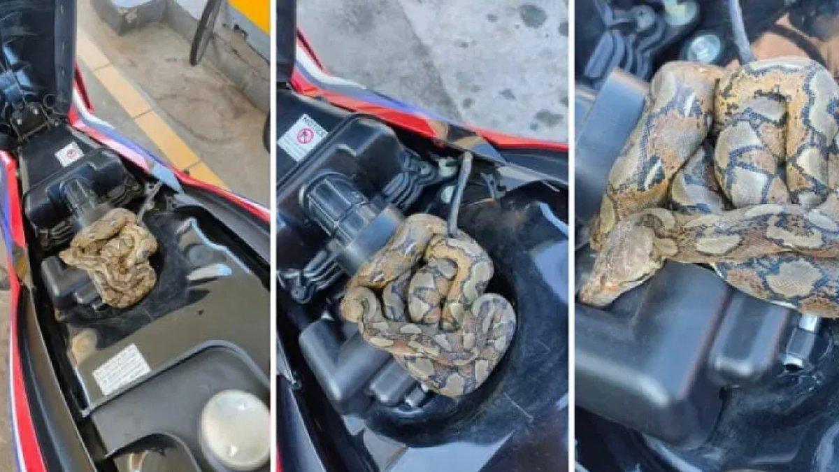 Pemilik-motor-temukan-ular-piton-di-dalam-jok-motor-saat-akan-mengisi-bahan-bakar.jpg