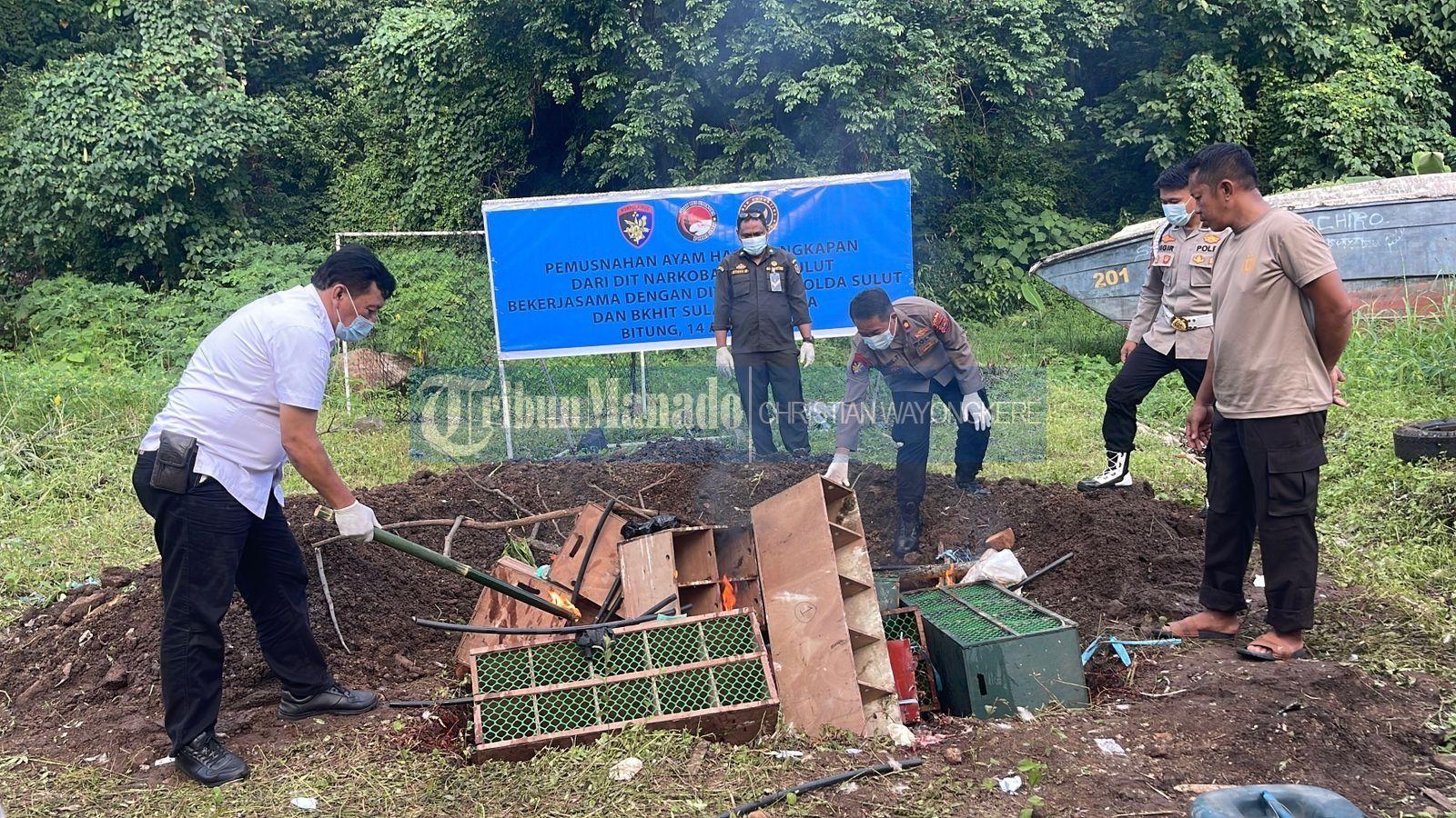 Pemusnahan-ayam-selundupan-di-Bitung-rfgvsdrtgbdrth.jpg