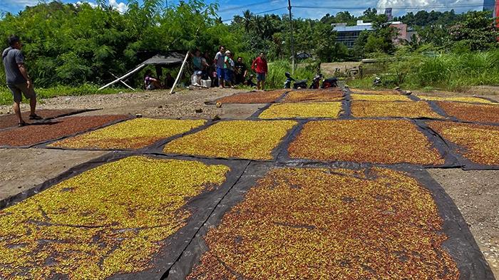 Info Harga Cengkeh Terkini di Manado Sulawesi Utara, Petani Kecewa dan Khawatir Harga Turun Lagi