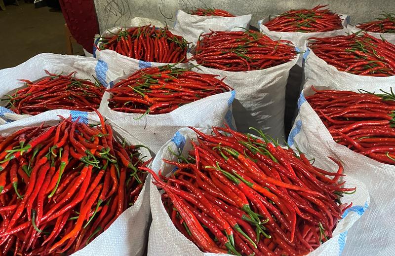 Harga Cabai Keriting Mulai Naik, Petani Minahasa Sulawesi Utara Mengaku Bersyukur