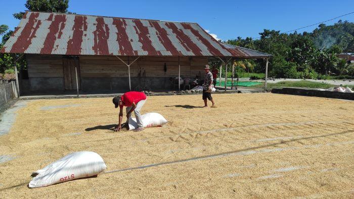 Petani-menjemur-gabah-di-penggilingan-padi-Desa-Matani-FXBDND.jpg