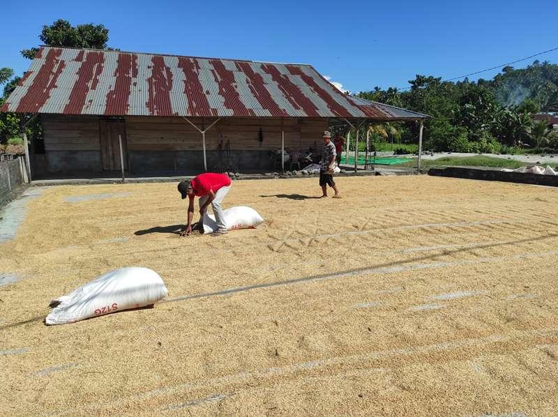 Petani-menjemur-gabah-di-penggilingan-padi-Desa-Matani-gjhgjghjghjgj.jpg