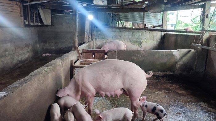 Peternak-babi-di-Manado.jpg