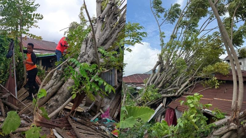 Pohon-Tumbang-di-Bitung-sgafasgfasrbhrt.jpg